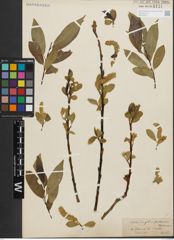 Foto von Salix fragilis L. x Salix pentandra L.